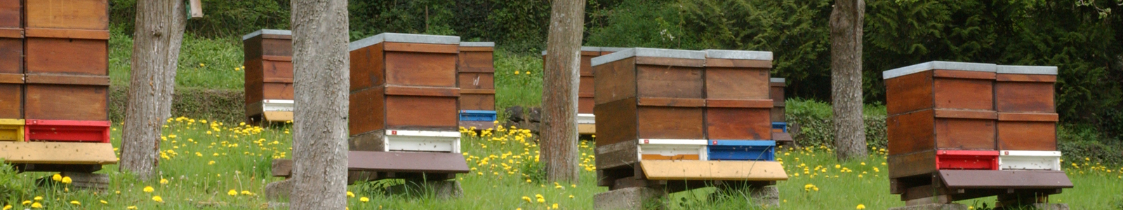 Bienenstöcke am Waldrand ©DLR